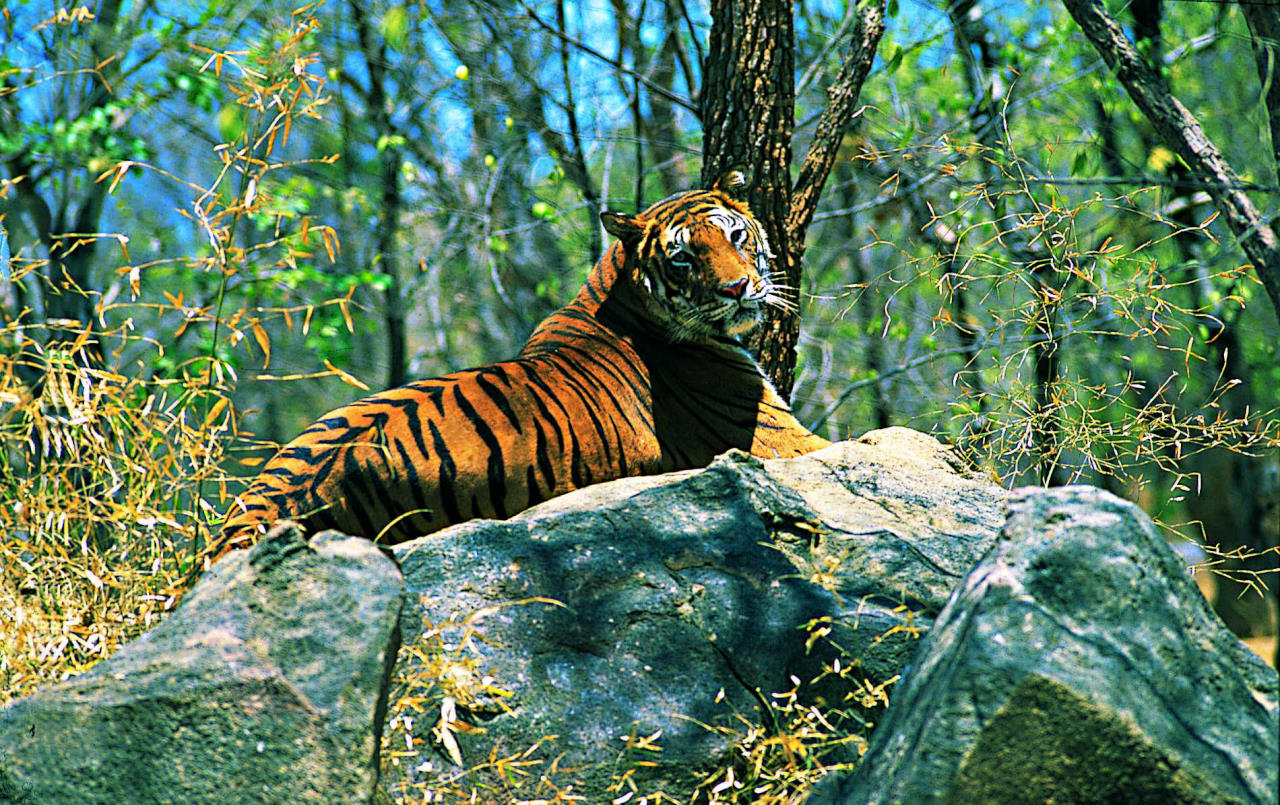 тигр индии